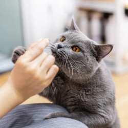 Cat Treats Meat Cubes 100% Freeze-Dried Duck Breast 50g