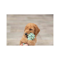 Zabawka Trixie Mini hantel JUNIOR lateks 10 cm