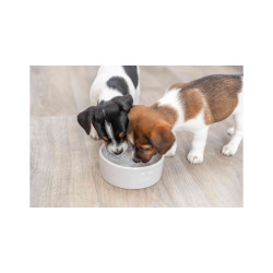 Ceramic Bowl Trixie Junior 0.3 l / 12 cm