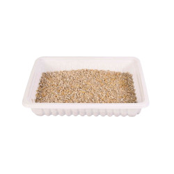 Trixie Trawa dla kota w pojemniku 100 g