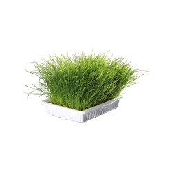 Trixie Cat Grass in Container 100 g